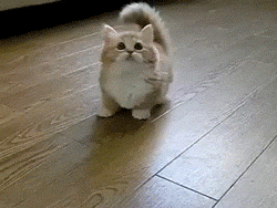 Kitten Playing GIF