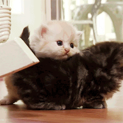 cutest-cat-gifs-kitten-snuggle
