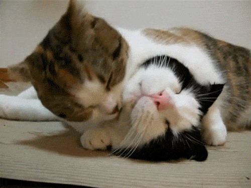 Cat GIFs Grooming