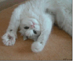 cutest-cat-gifs-paw-on-paw-off