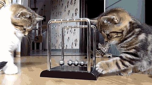 cutest-cat-gifs-pendulum