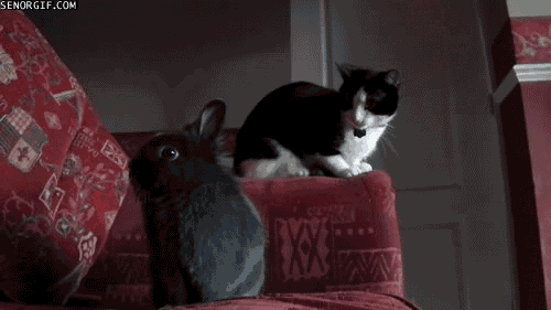 Cutest Cat GIFs Ever Kitten Touches Rabbit
