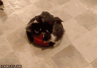 cutest-cat-gifs-roomba