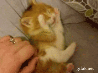cutest-cat-gifs-scratch