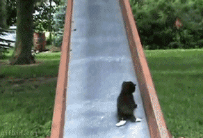 Cats On Slide GIF