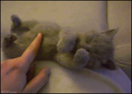 Kitten Tickle GIF