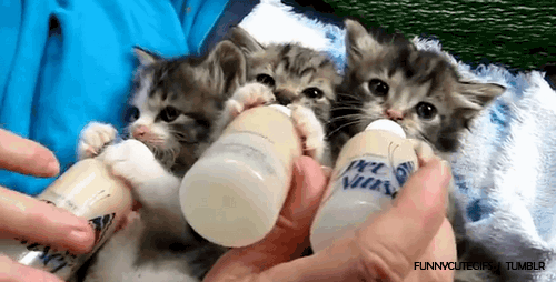 cutest-cat-gifs-tiny-kittens