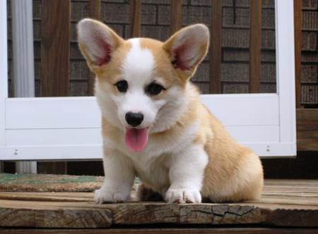 The Cutest Corgi GIFs Ever Seen