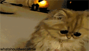 Confused Reaction GIF