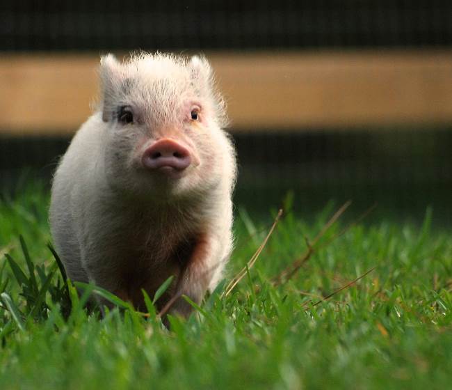 Cutest Pig Ever