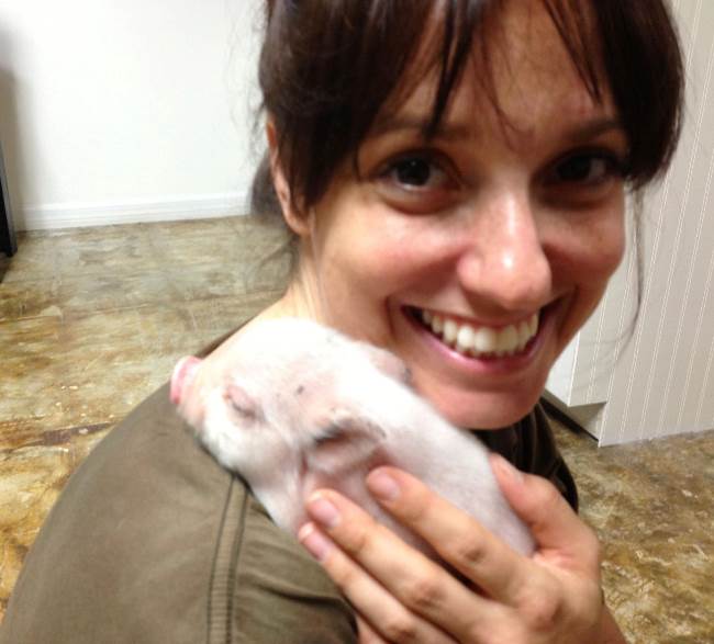 Mini Pig