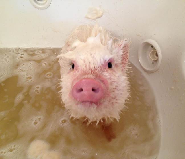 Cutest Pig Getting A Bath