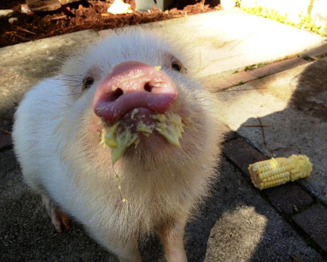 Pig Eating Picture