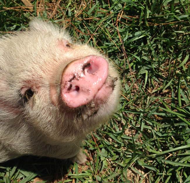 hamlest-cutest-pig-cutest