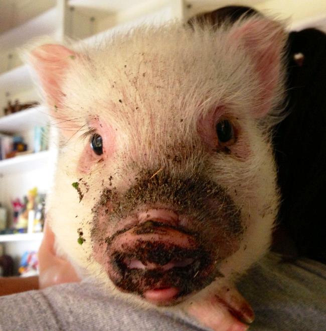 Dirty Pig Nose