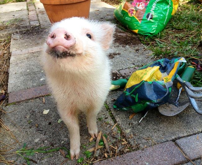 Happy Cute Pig