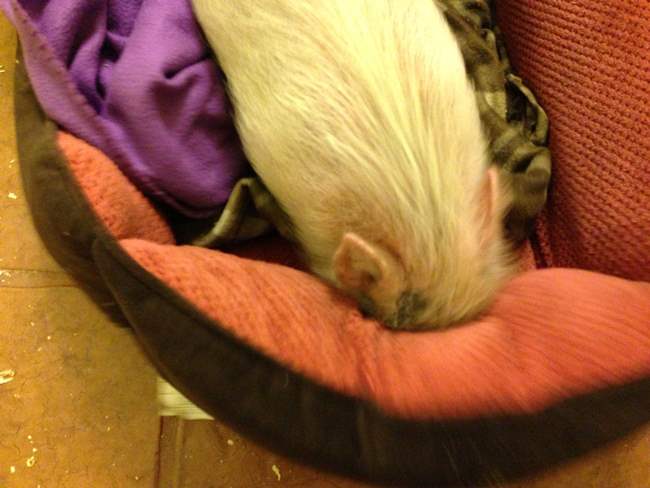 hamlest-cutest-pig-hiding