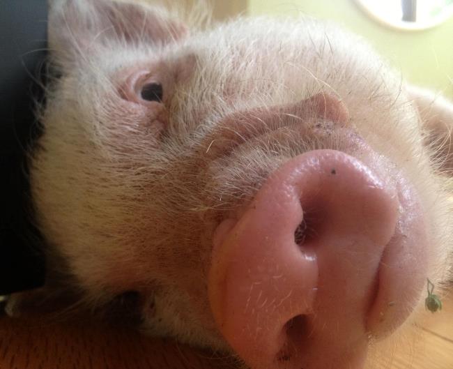 hamlest-cutest-pig-laying-down
