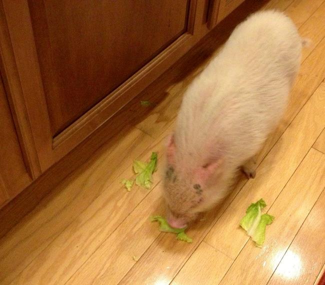 Pet Pig Eating Lettuce