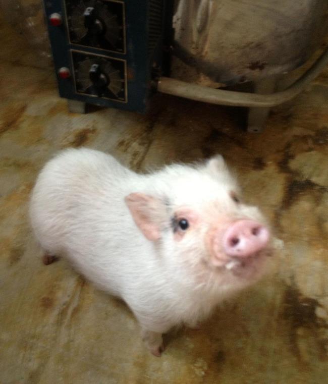 Hamlet The Cutest Pig Ever