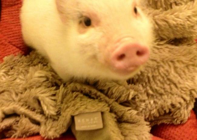 Adorable Pet Pig