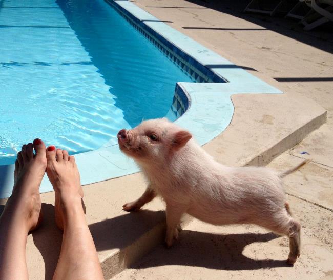 hamlest-cutest-pig-pool