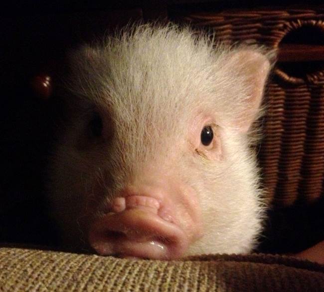 Pig Portrait