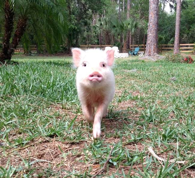 Mini Pig Picture
