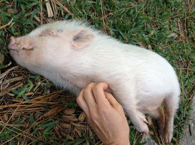 Scratching A Baby Pig