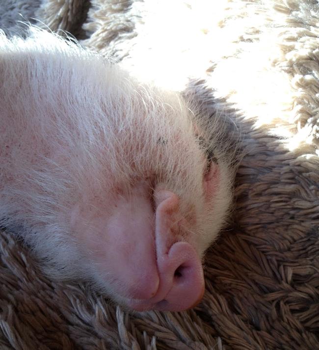 Hamlet The Cute Pig