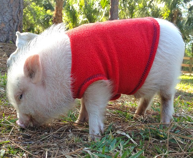 Adorable Pet Pig