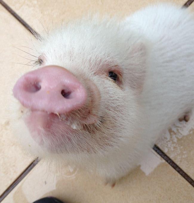 hamlest-cutest-pig-snoot
