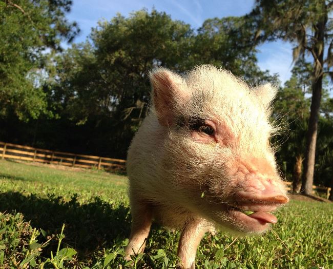 hamlest-cutest-pig-tongue