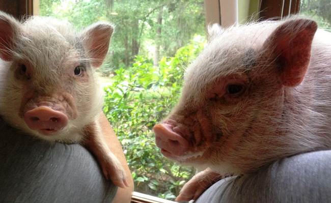 Cutest Pet Pigs