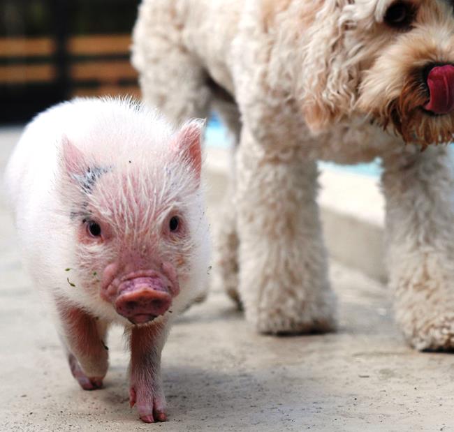The Cutest Pig Ever