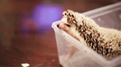 dorable GIFs Of A Kitten And A Hedgehog