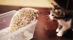 Cat and Hedgehog
