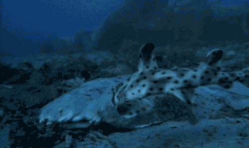 Awesome GIFs Angel Sharking Eating