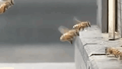 Bee Collision GIF