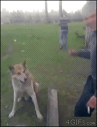 Dog Handshake GIF