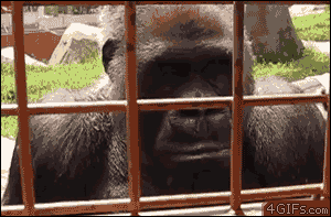 Gorillas Fascinated By Caterpillar GIF