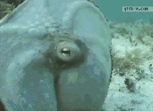Awesome Animated GIFs Octopus Camouflage