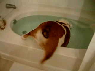 Bulldog Bath