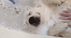 Dog Bubble Bath GIF