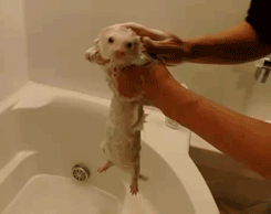 Ferret Bath GIF