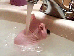 cute-animals-taking-baths-gifs-hairless-rat