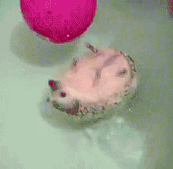 Hedgehog Bath GIF