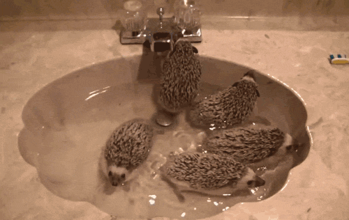 cute-animals-taking-baths-gifs-hedgehogs