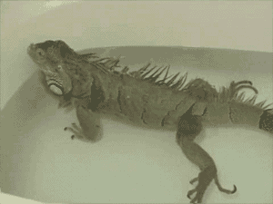 Adorable GIFs Of Animals Taking Baths Iguana Art