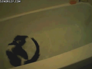 Kitty Bath GIF